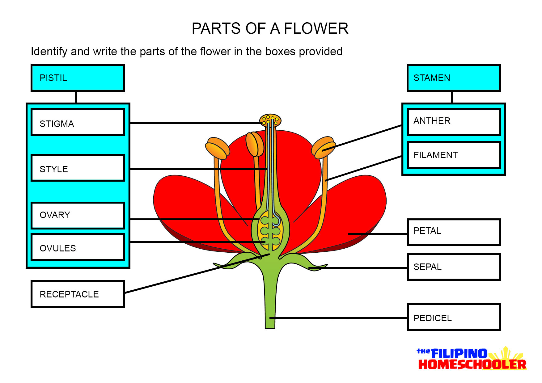 Parts Of A Flower Worksheet The Filipino Homeschooler