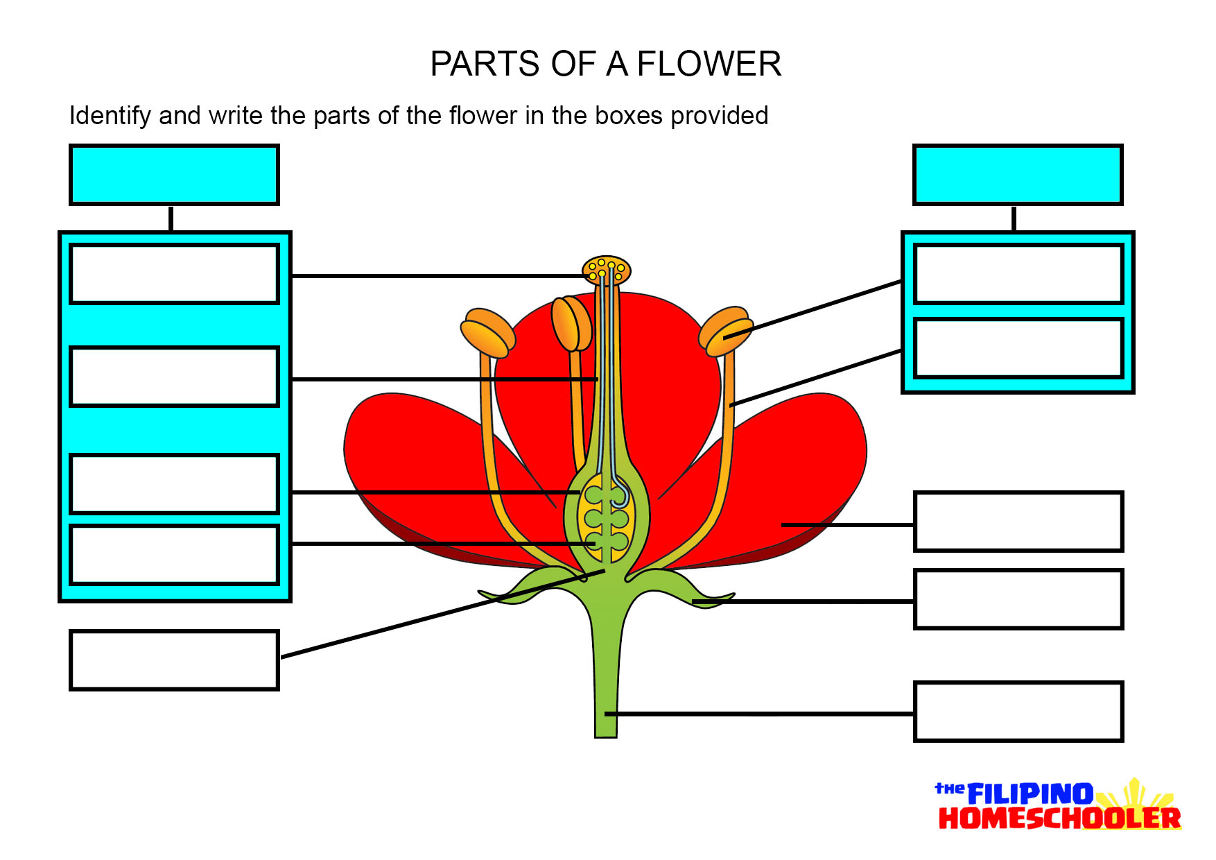Parts Of A Flower Worksheet The Filipino Homeschooler
